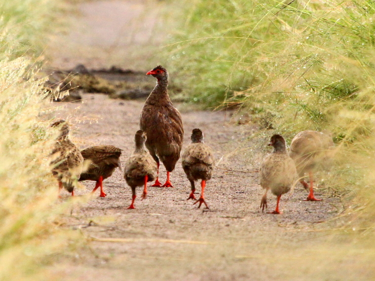 Handsome Spurfowl