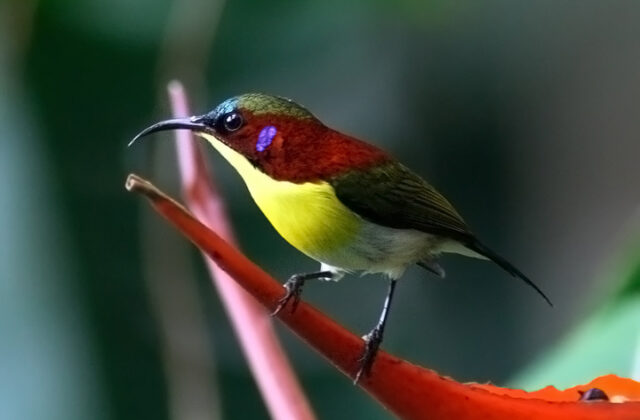 Handsome Sunbird