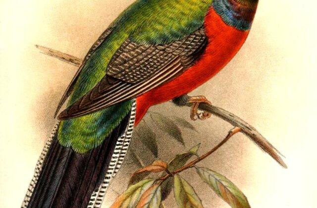 Bar-tailed Trogon