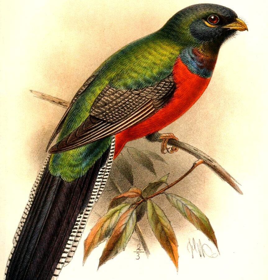 Bar-tailed Trogon