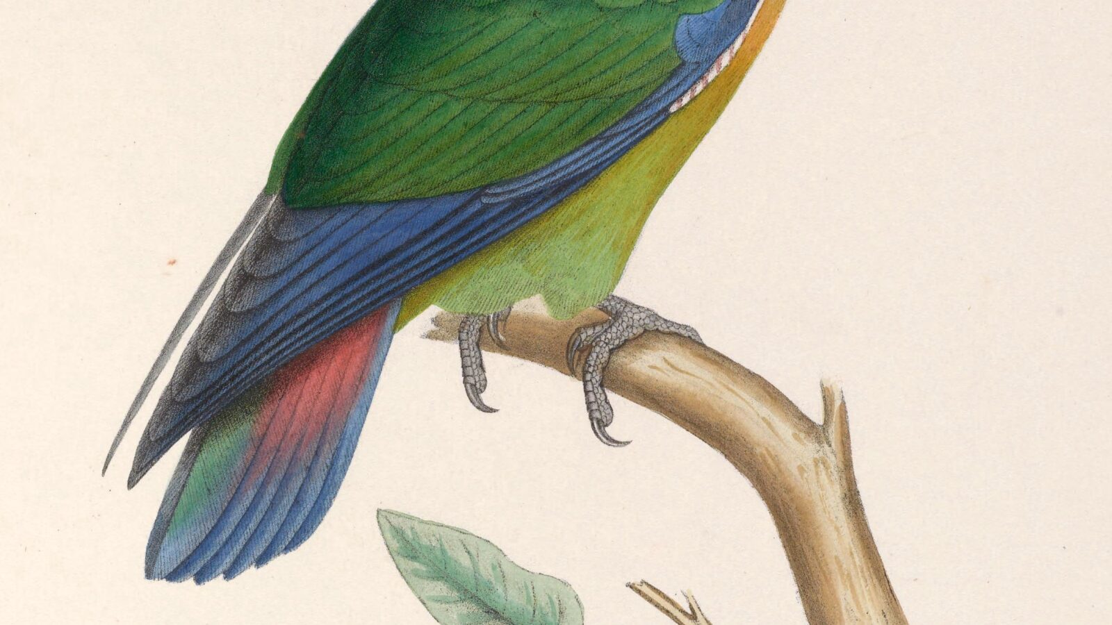 Rusty-faced Parrot