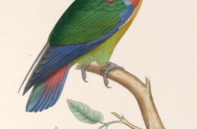 Rusty-faced Parrot