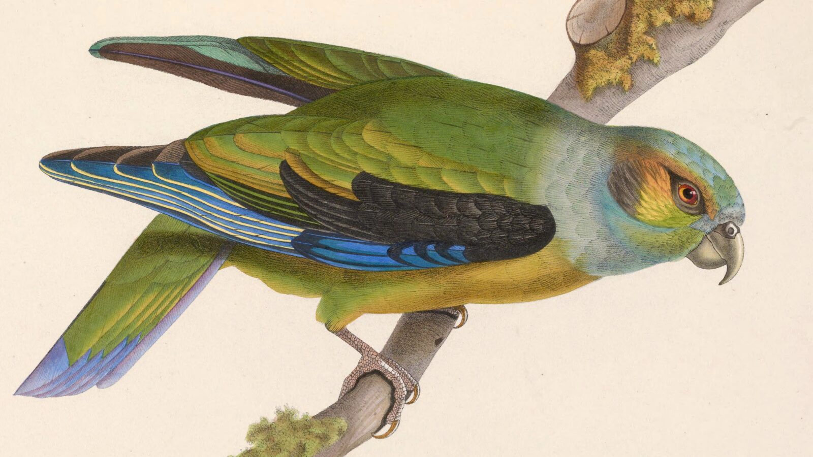 Black-winged Parrot