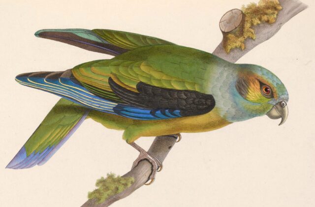 Black-winged Parrot