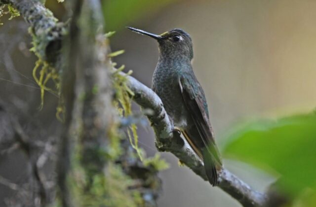 Buff-thighed Puffleg