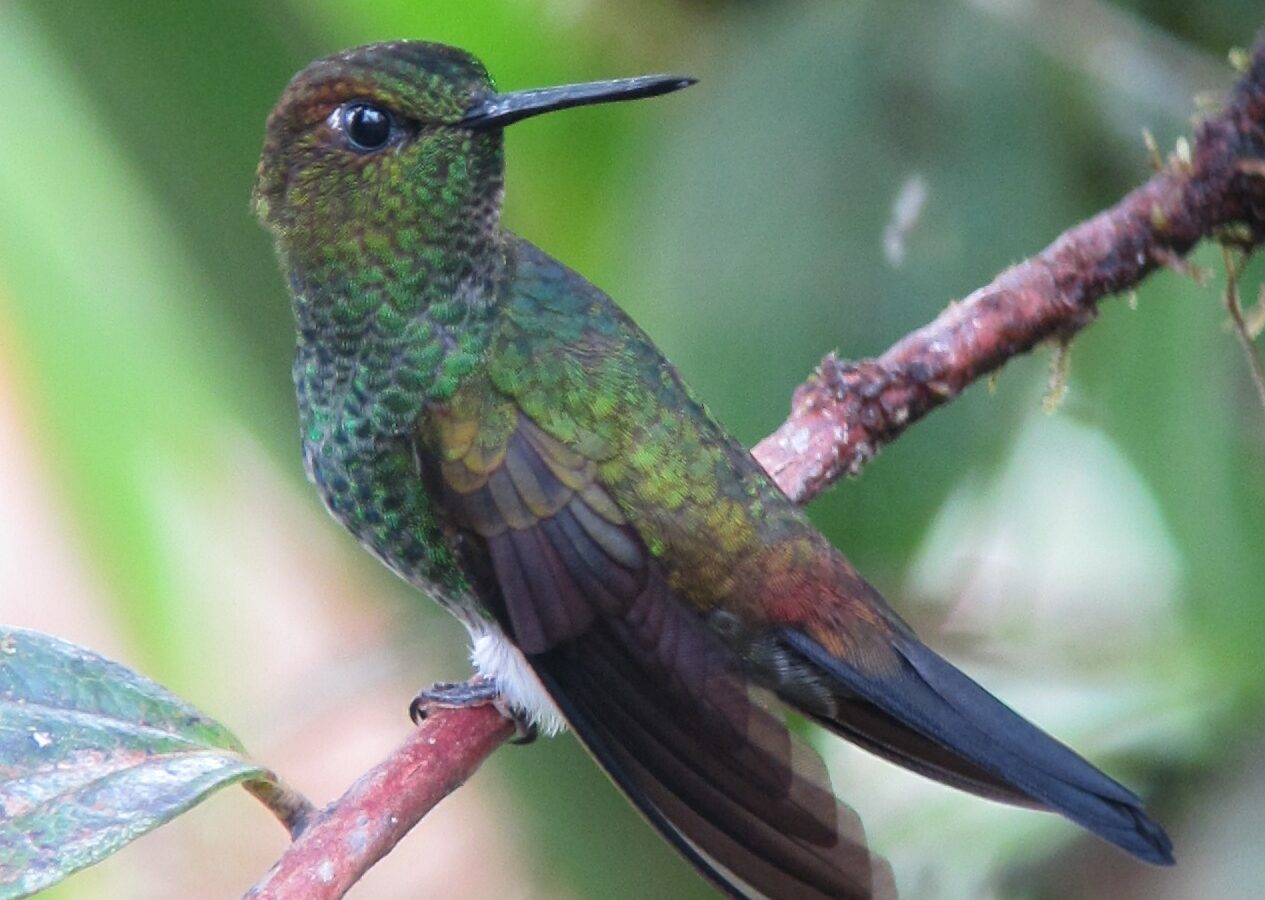 Greenish Puffleg