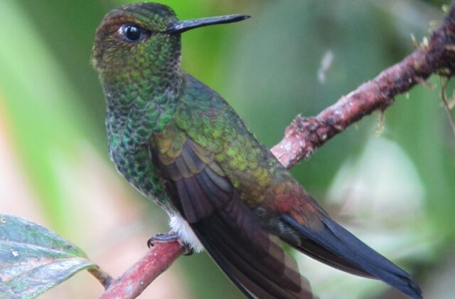 Greenish Puffleg