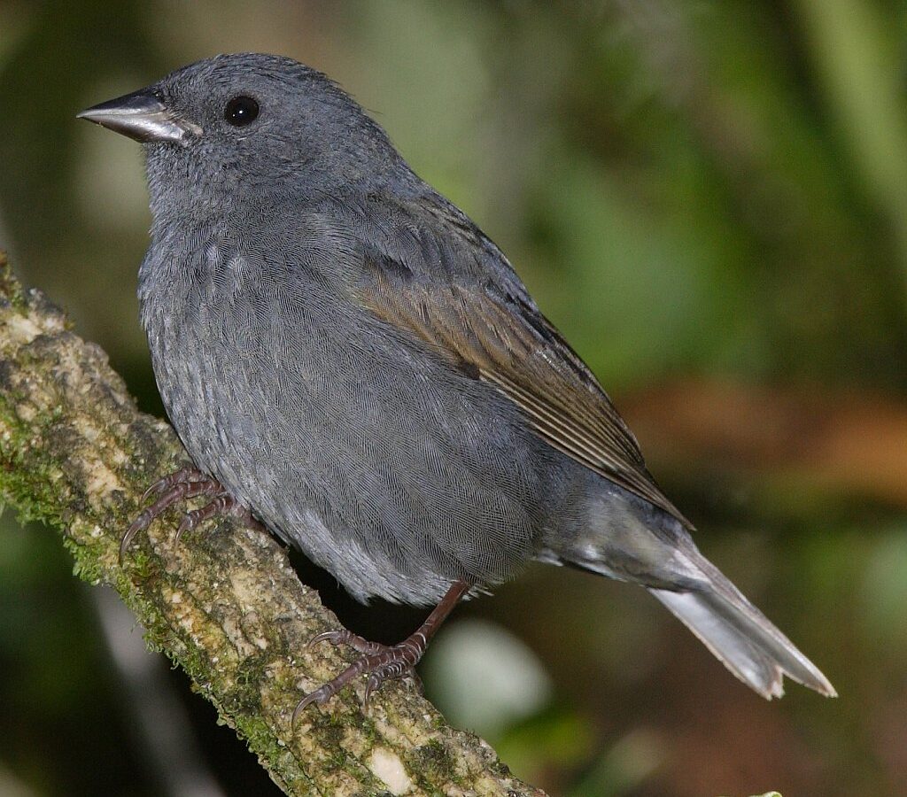 Slaty Finch