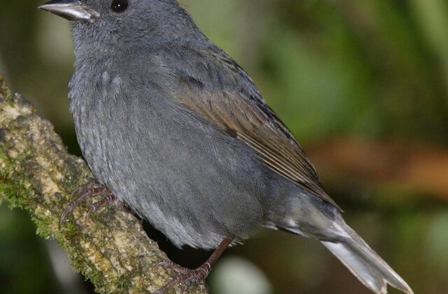 Slaty Finch