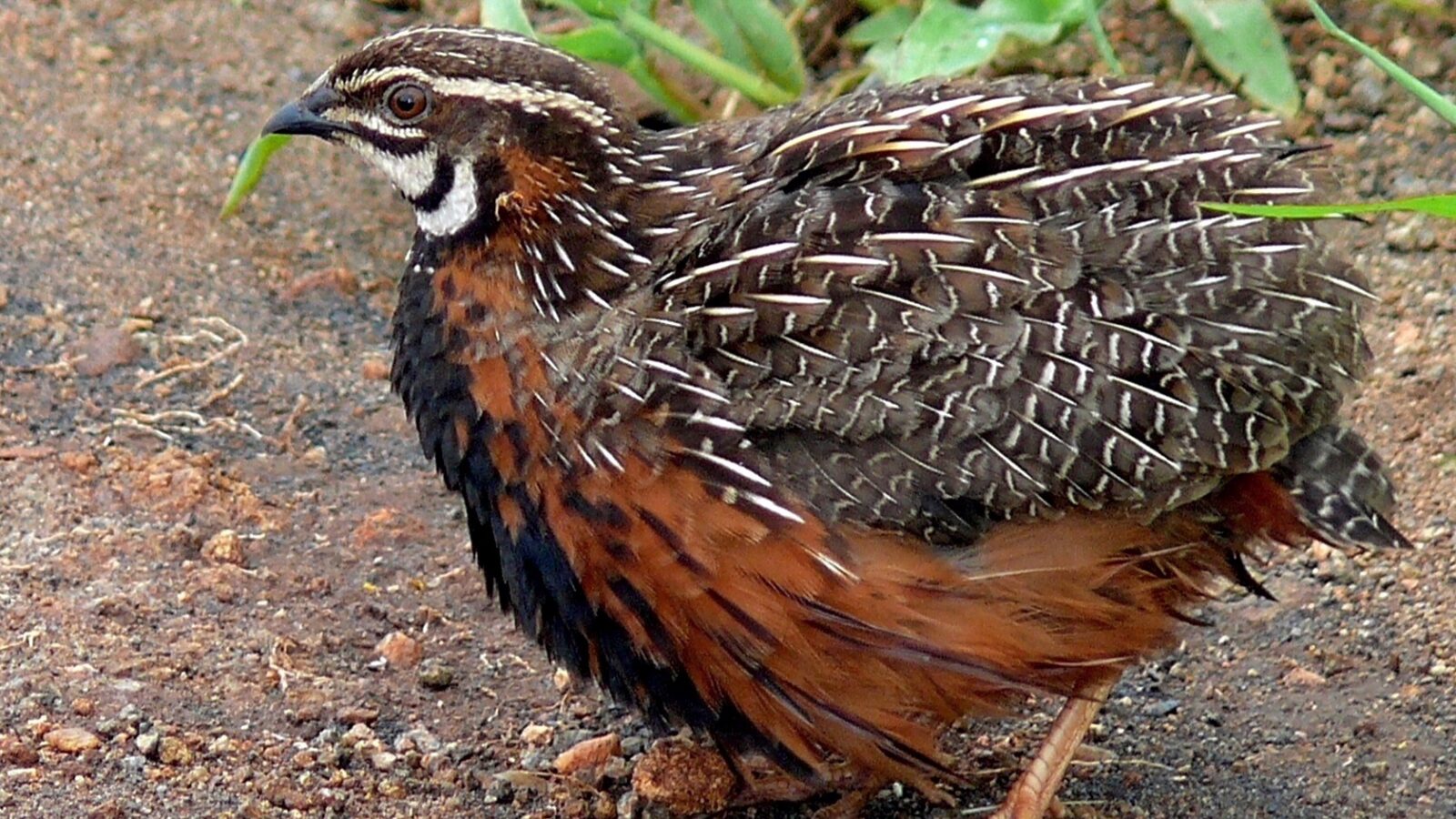 Harlequin Quail