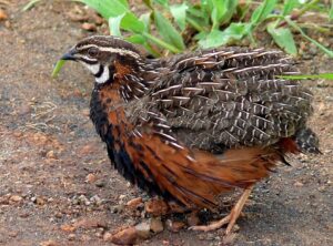 Harlequin Quail