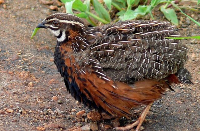 Harlequin Quail