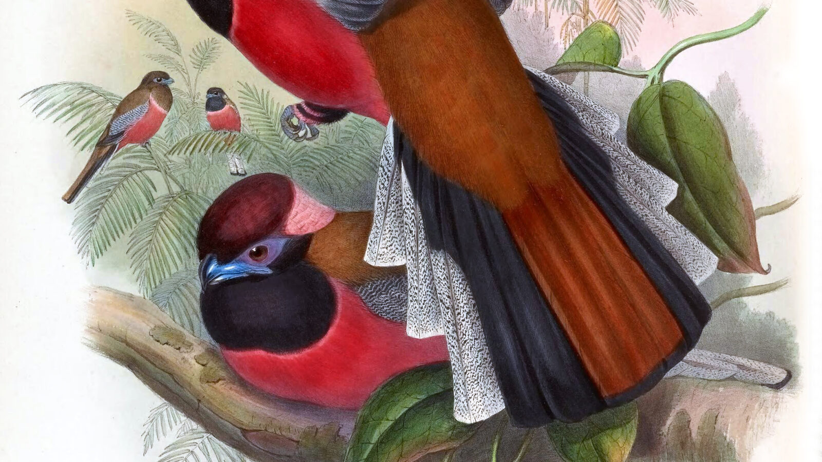 Diard’s Trogon