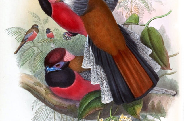 Diard’s Trogon