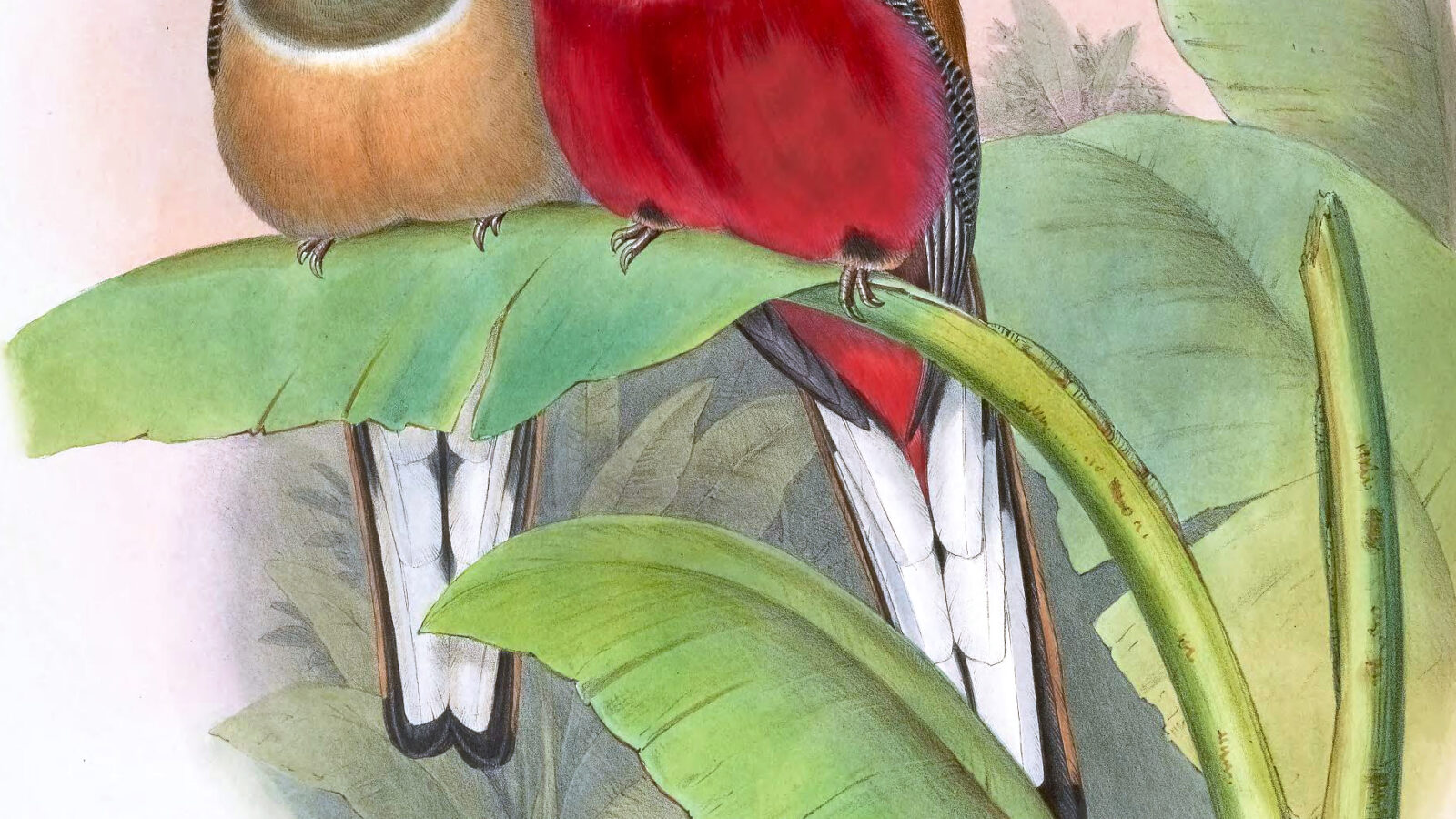 Red-naped Trogon