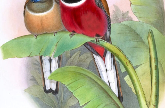 Red-naped Trogon
