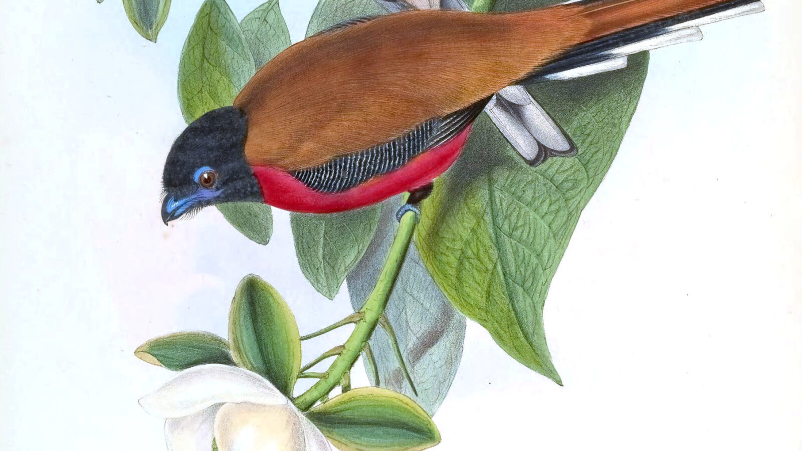 Cinnamon-rumped Trogon