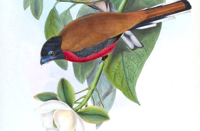 Cinnamon-rumped Trogon