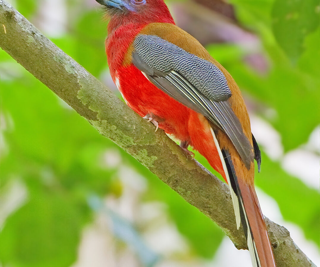 Red-headed Trogon