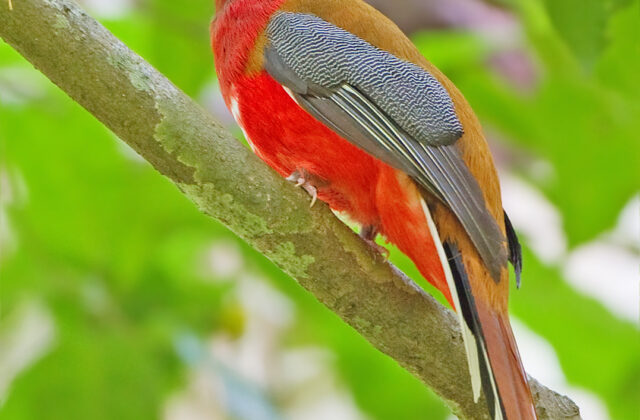 Red-headed Trogon