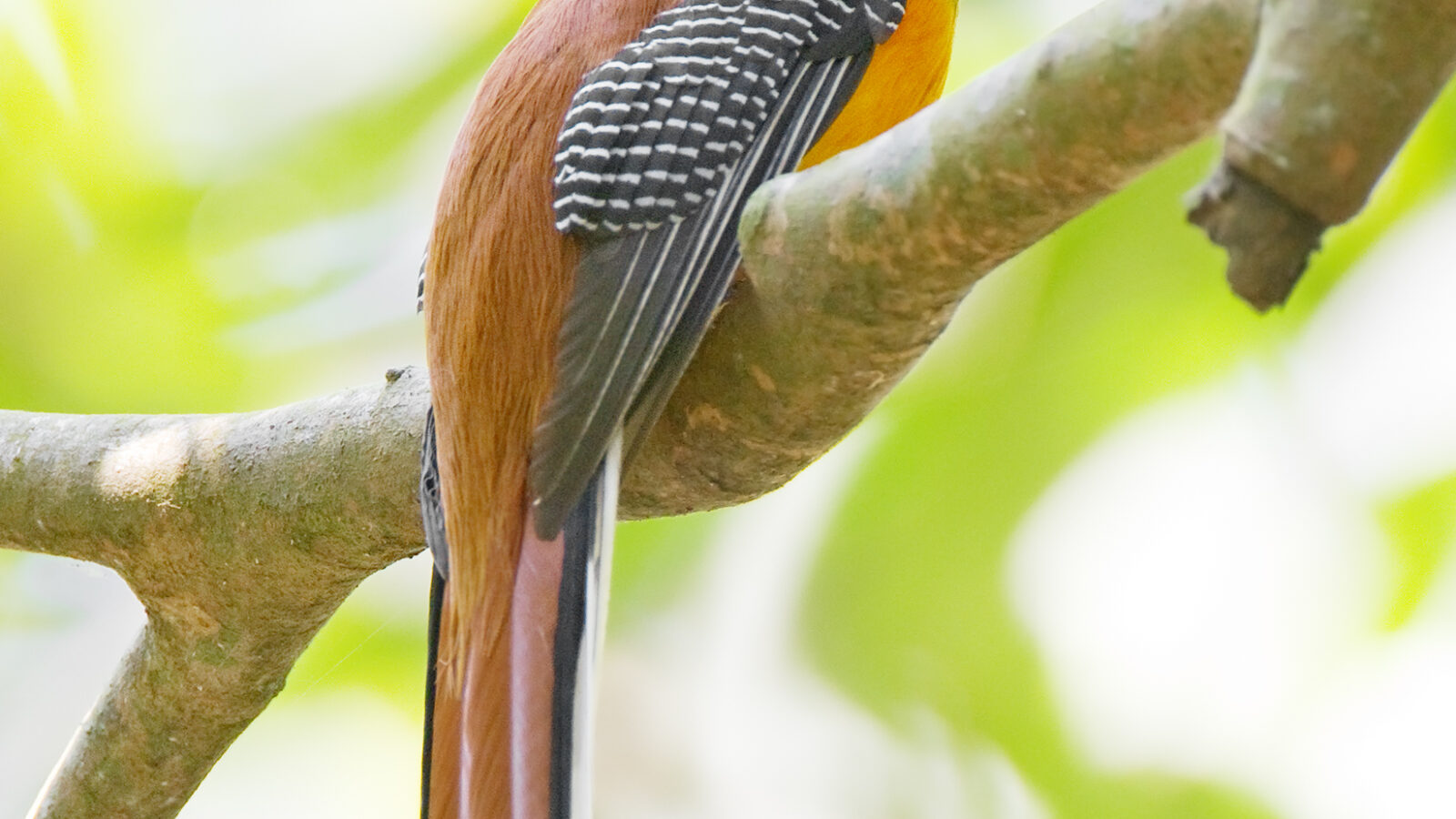 Orange-breasted Trogon