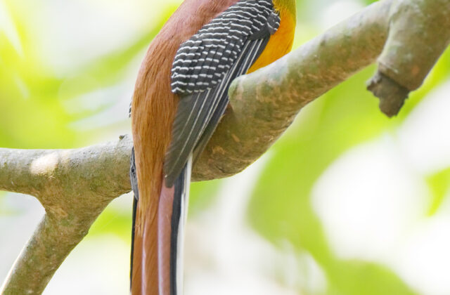 Orange-breasted Trogon