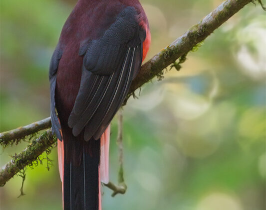 Ward’s Trogon