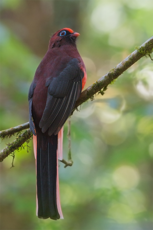 Ward’s Trogon