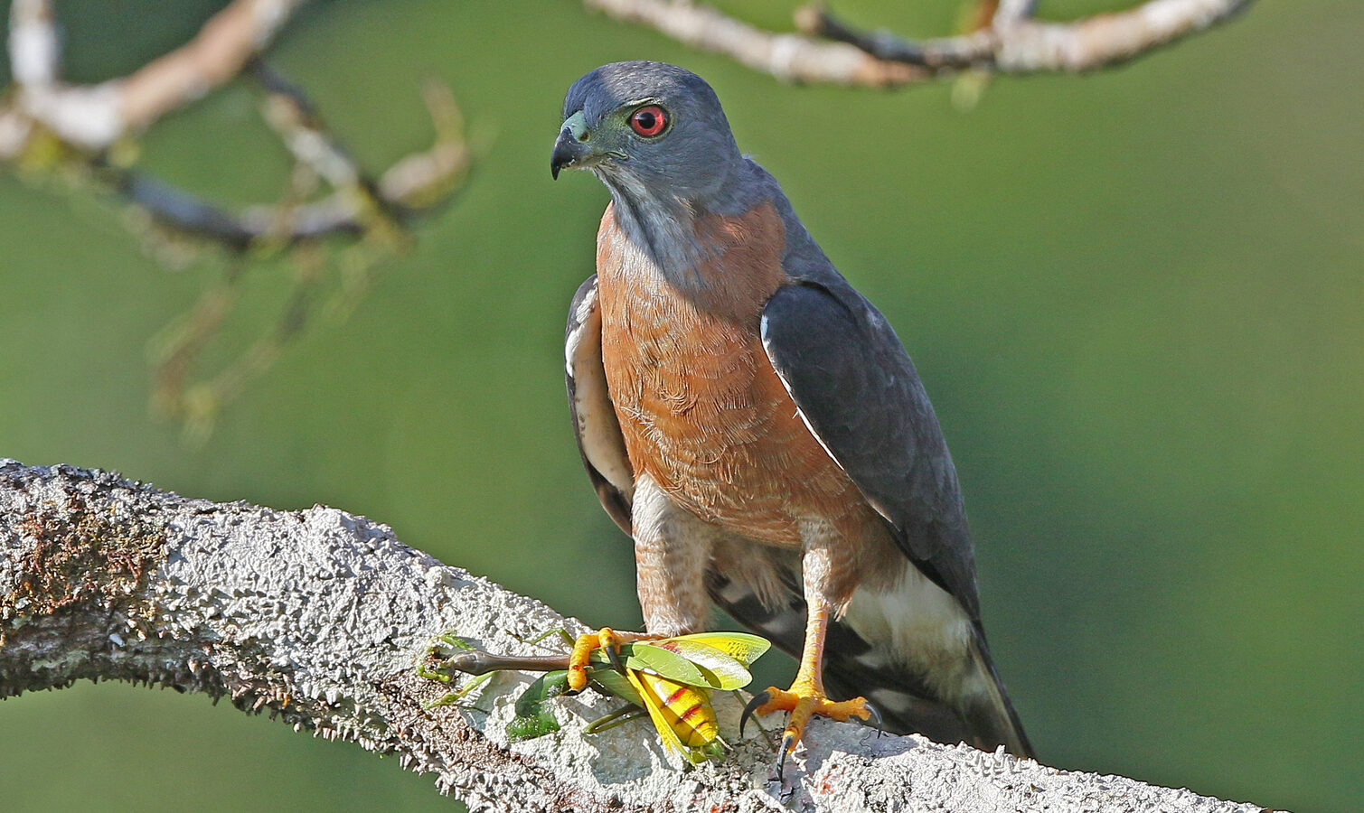 Double-toothed Kite