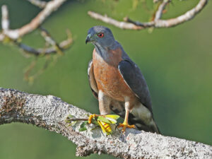 Double-toothed Kite