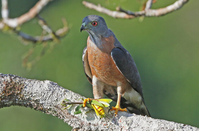 Double-toothed Kite