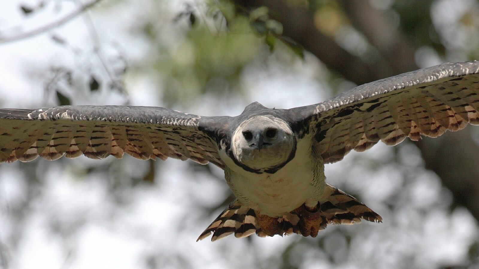 Harpy Eagle