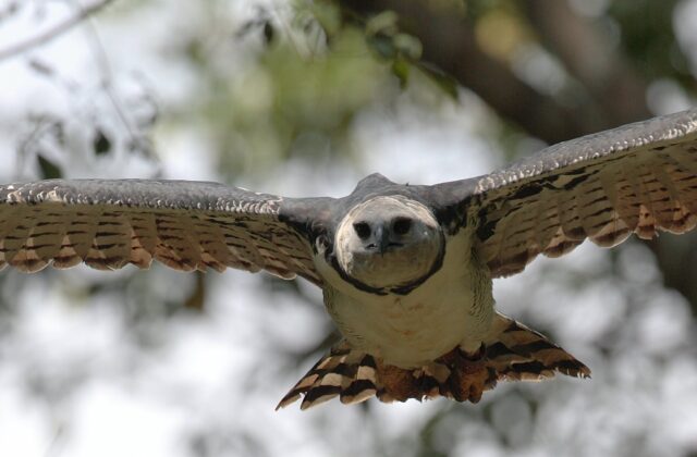 Harpy Eagle