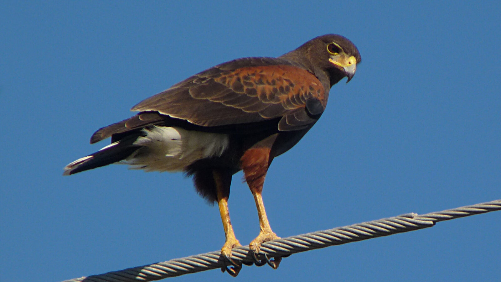 Harris’s Hawk