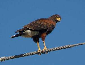 Harris’s Hawk