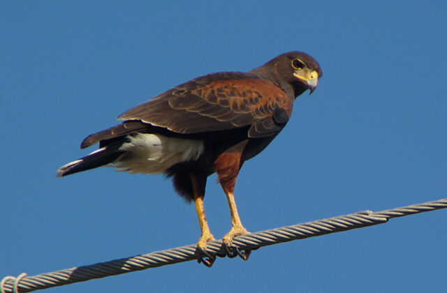 Harris’s Hawk