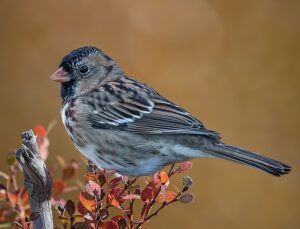 Harris’s Sparrow