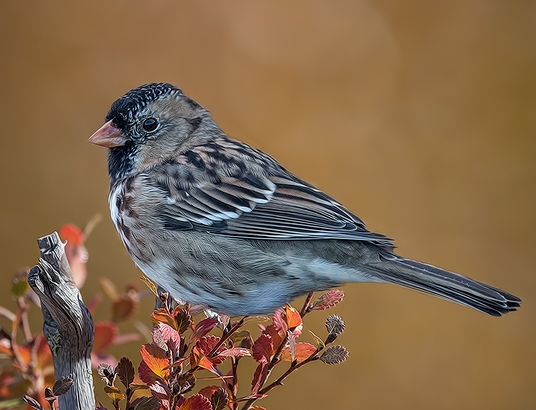 Harris’s Sparrow