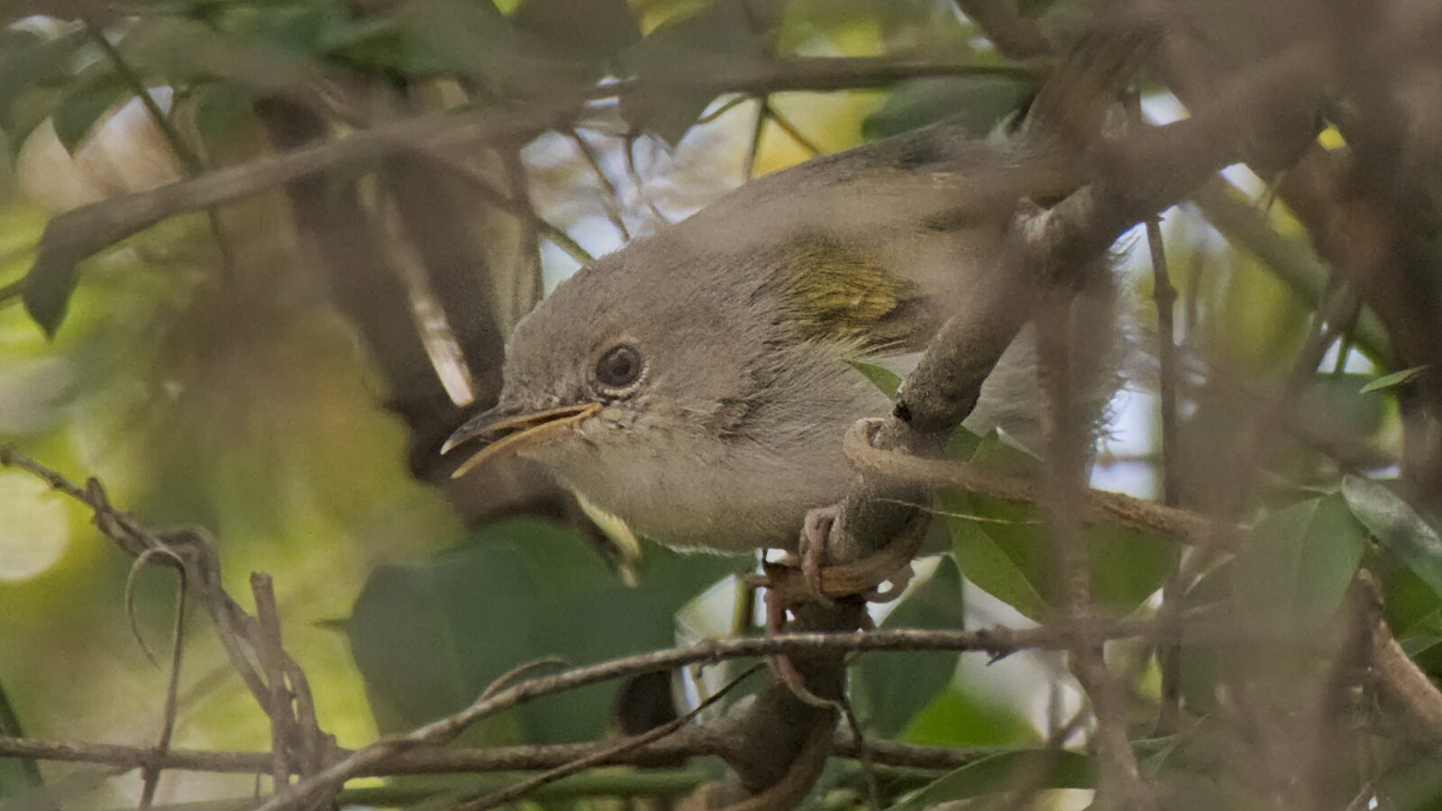 Hartert’s Camaroptera