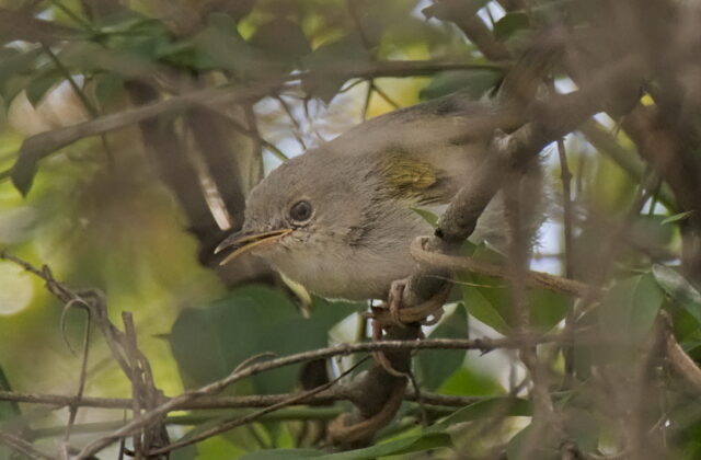 Hartert’s Camaroptera