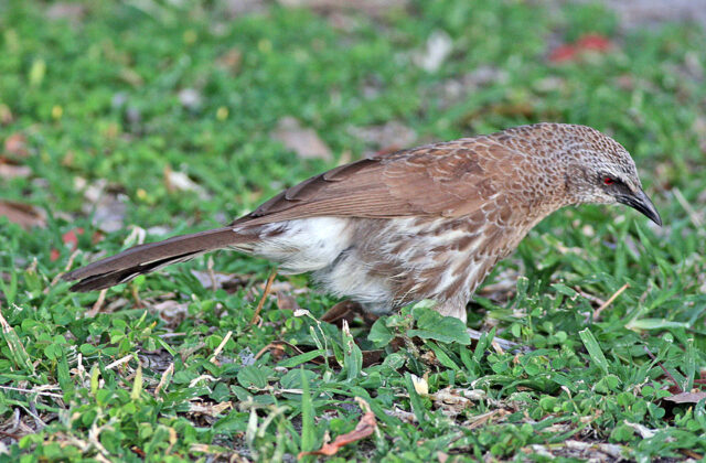 Hartlaub’s Babbler