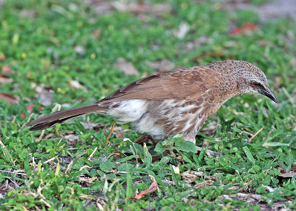 Hartlaub’s Babbler