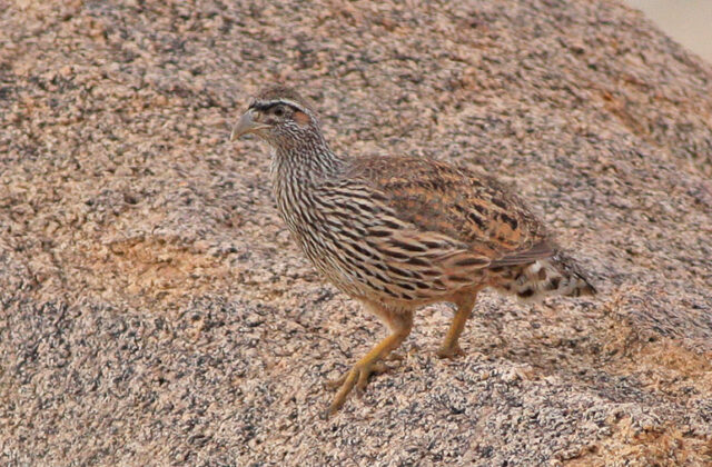 Hartlaub’s Spurfowl