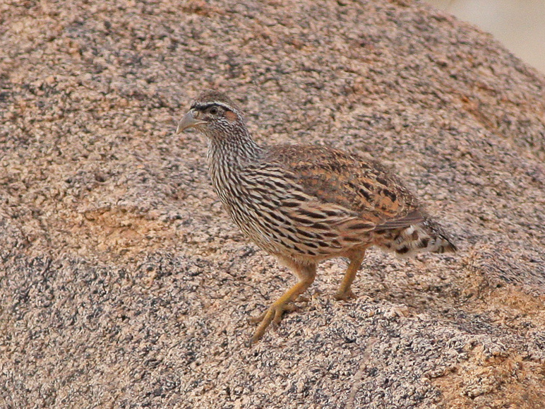 Hartlaub’s Spurfowl