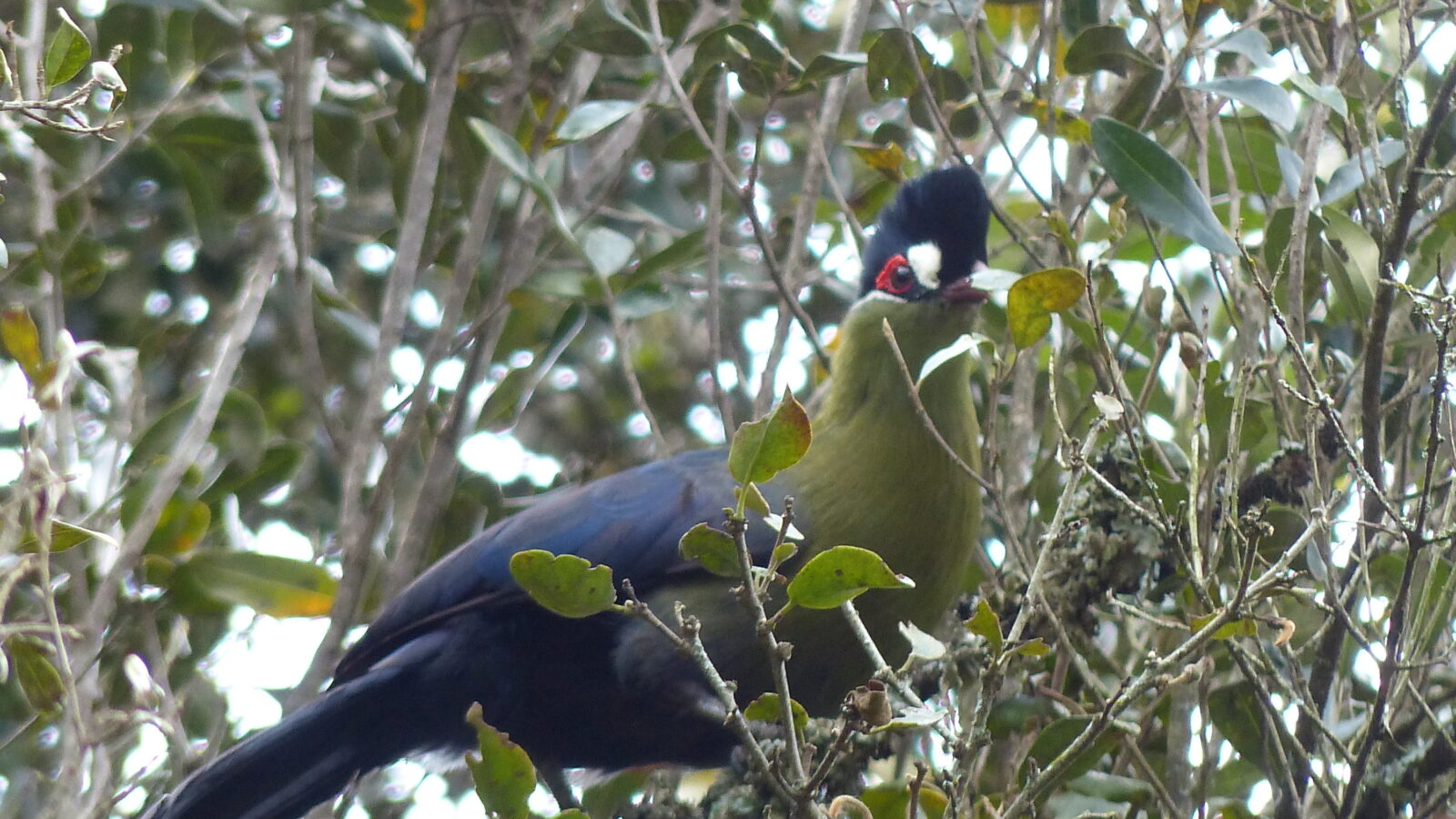 Hartlaub’s Turaco