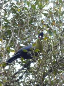 Hartlaub’s Turaco