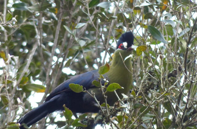 Hartlaub’s Turaco