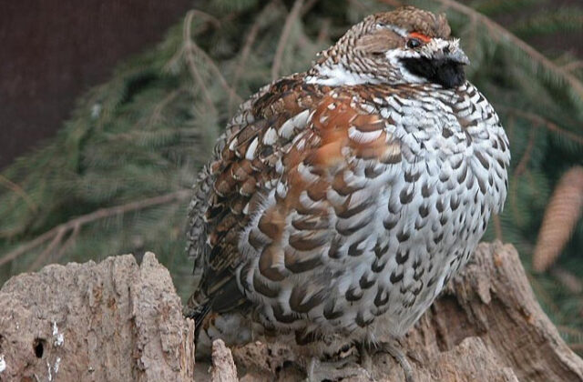 Hazel Grouse