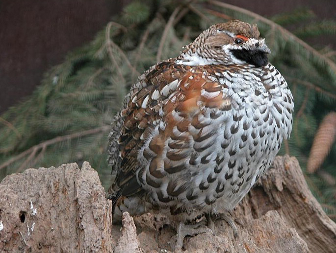 Hazel Grouse