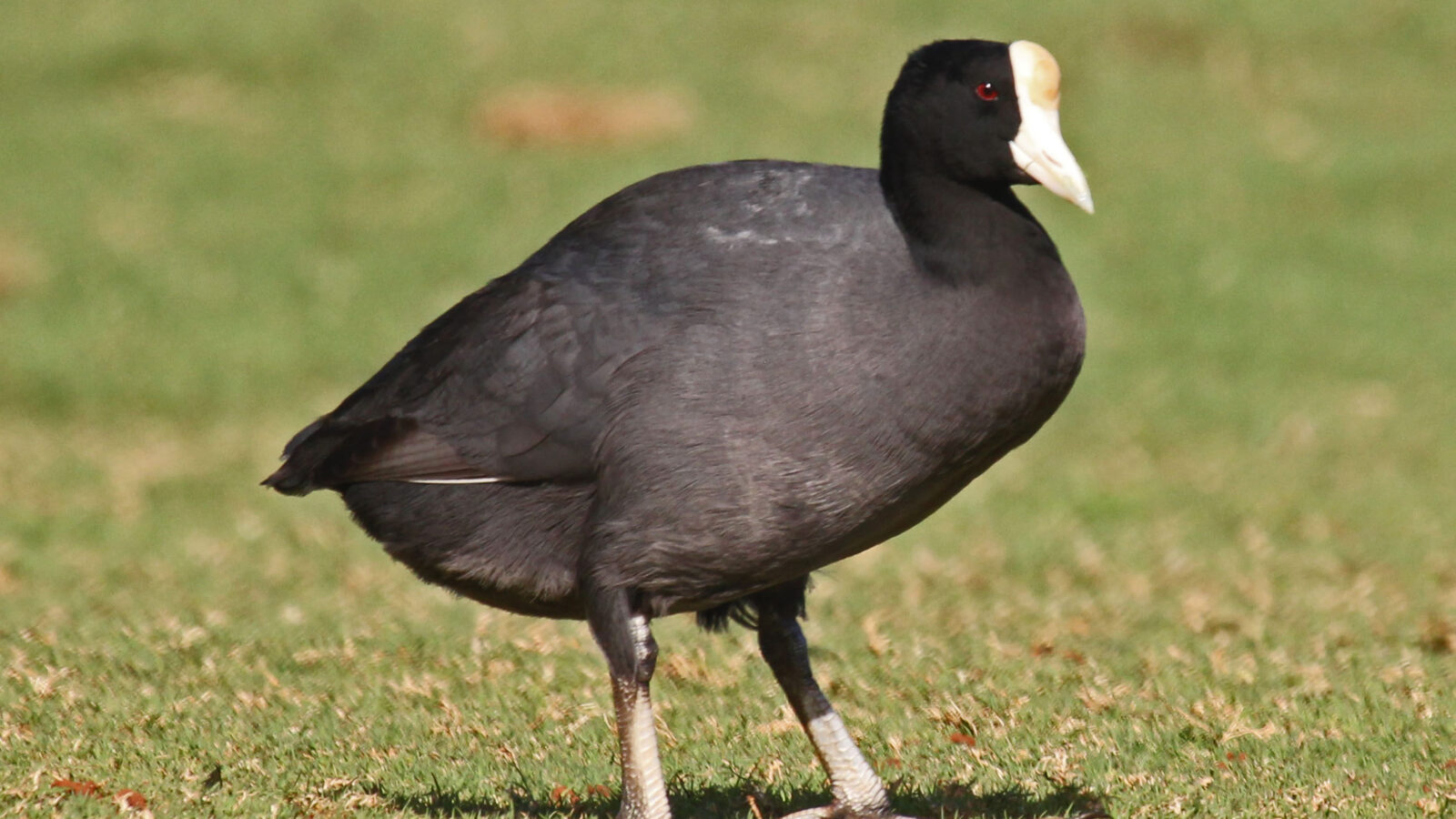 Hawaiian Coot